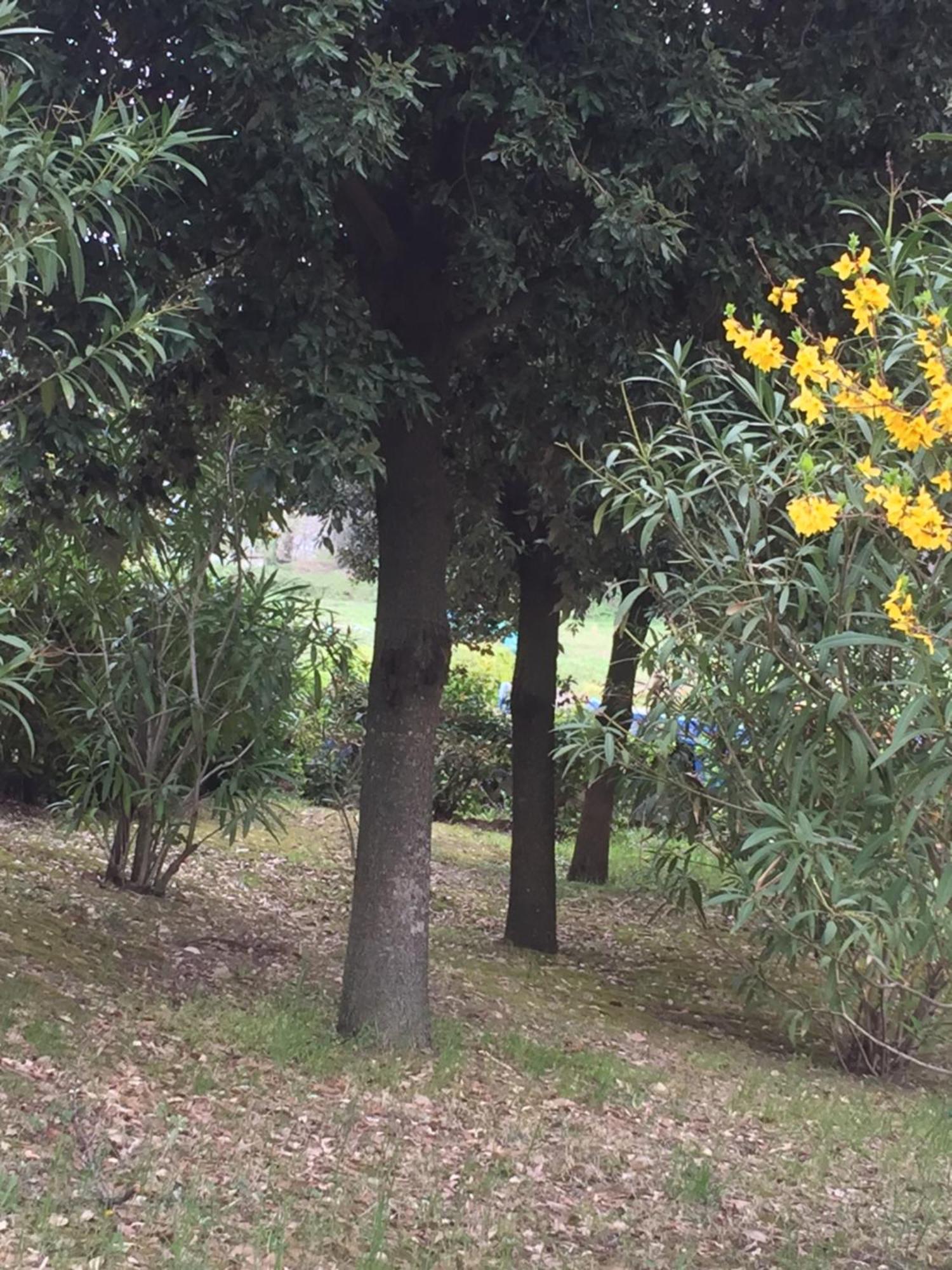 Appartamento Dell Agriturismo Pane E Olio トーディ エクステリア 写真