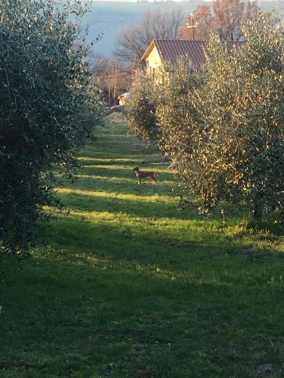 Appartamento Dell Agriturismo Pane E Olio トーディ エクステリア 写真